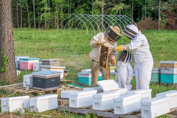 Pčelarstvo kao popularna grana poljoprivrede