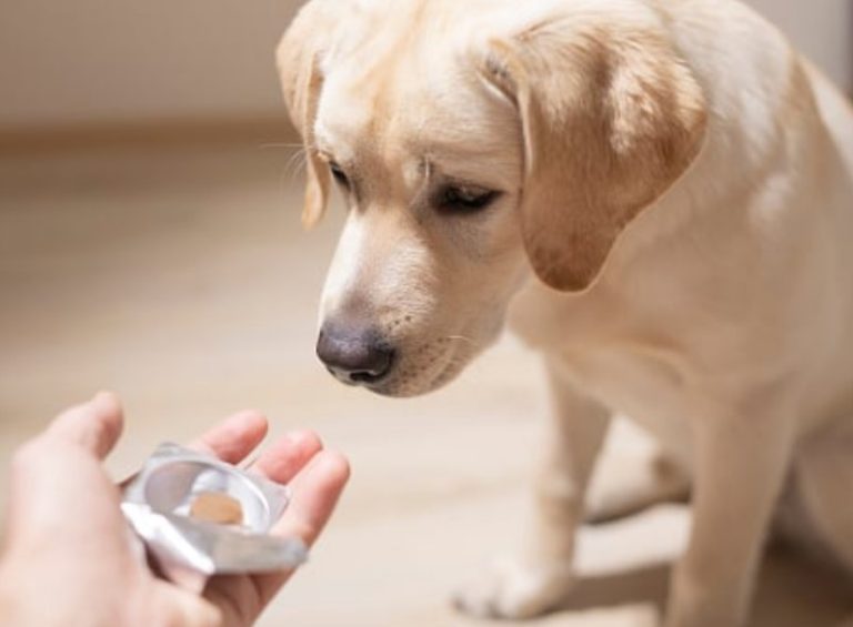 Kada i zašto su potrebni vitamini za pse