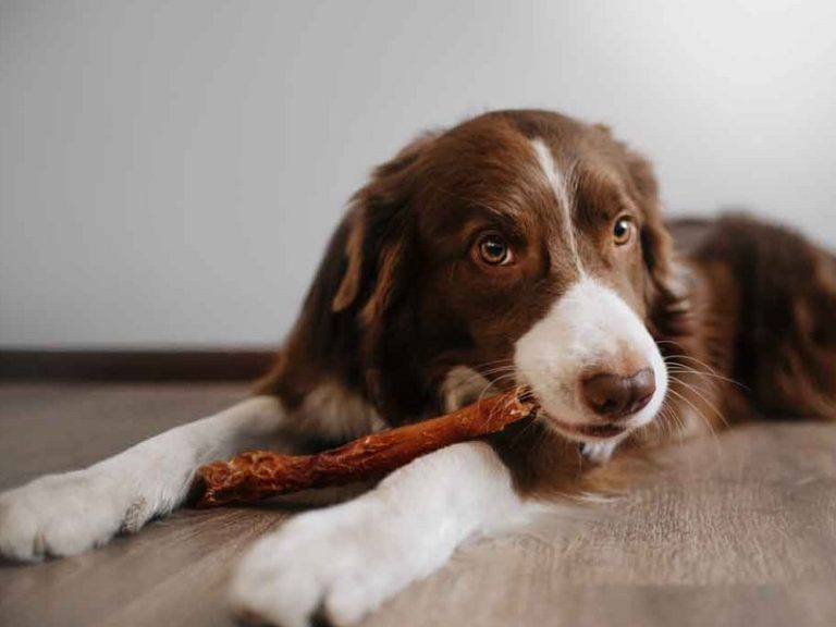 najbolje poslastice za pse