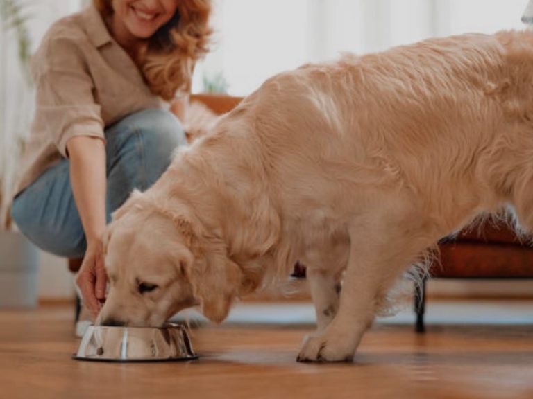 Hipoalergena hrana za pse