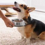 monoproteinska hrana za pse